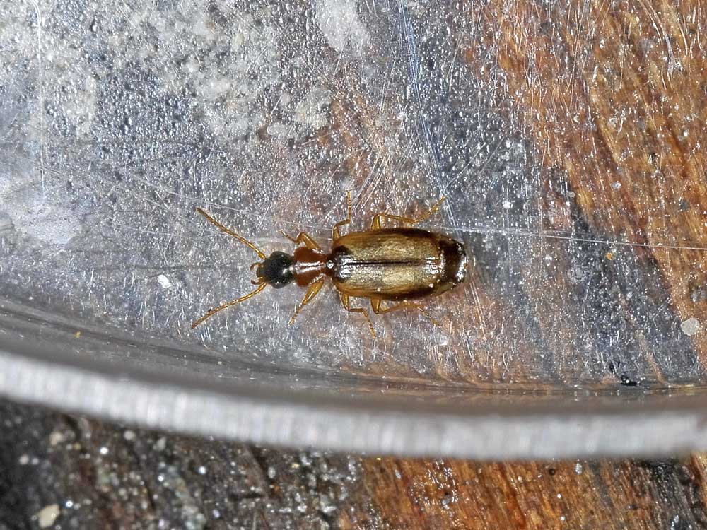 Philorhizus melanocephalus